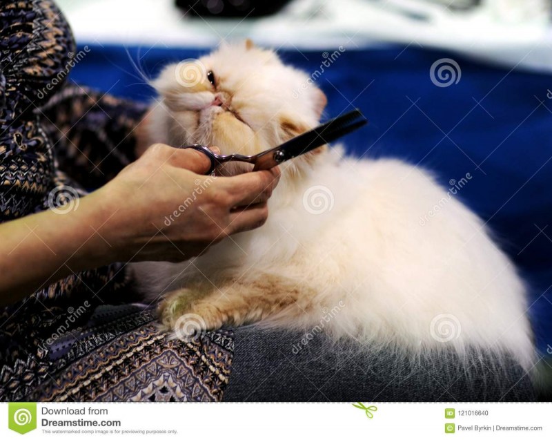 Груминг кошек