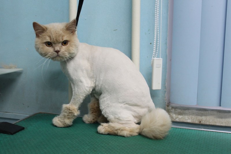 Груминг кошек