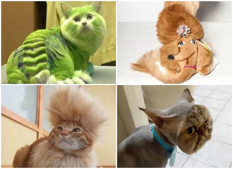 Стрижка кошек