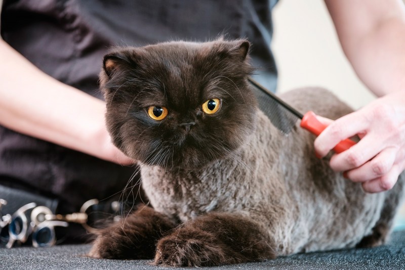 Кот после стрижки беспокойный