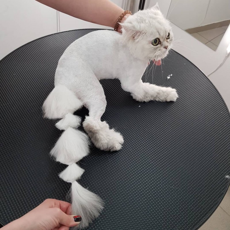 Модные стрижки котов
