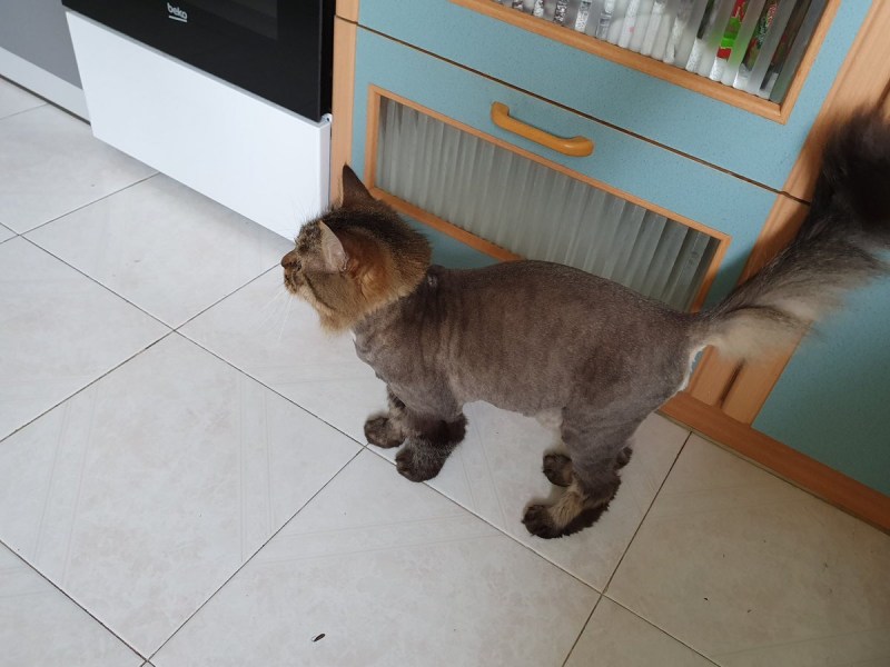 Стрижка длинношерстных кошек