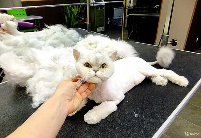 Стрижка пушистых кошек