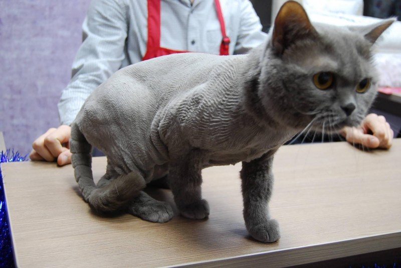 Стрижка котов