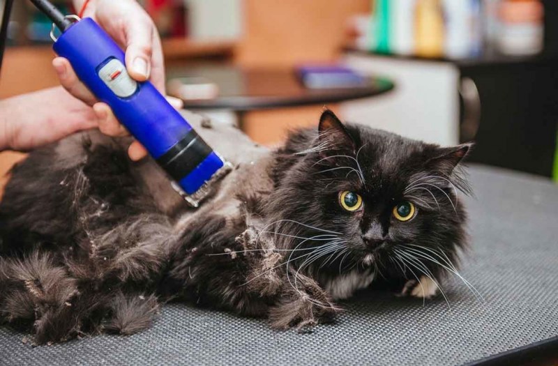 Грумер для кошек