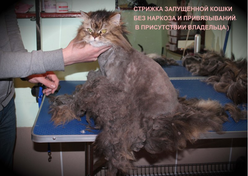 Стрижка кошек Кемерово