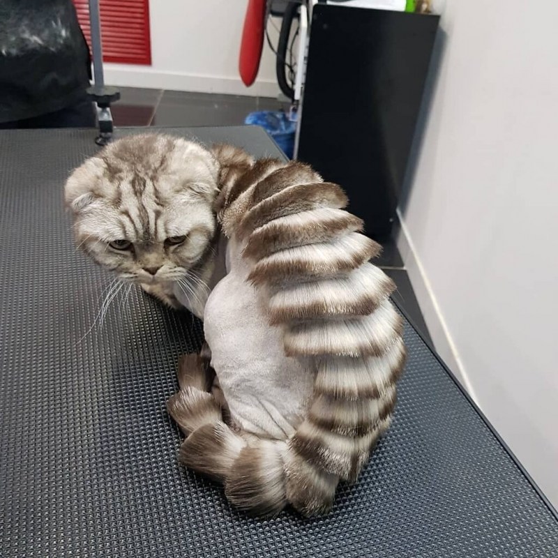 Необычные стрижки кошек