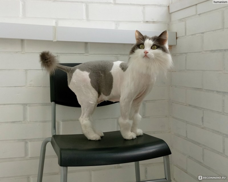 Стрижка кошек с орнаментом