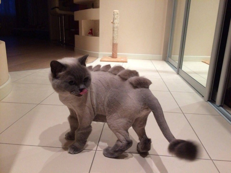 Креативная стрижка кошек