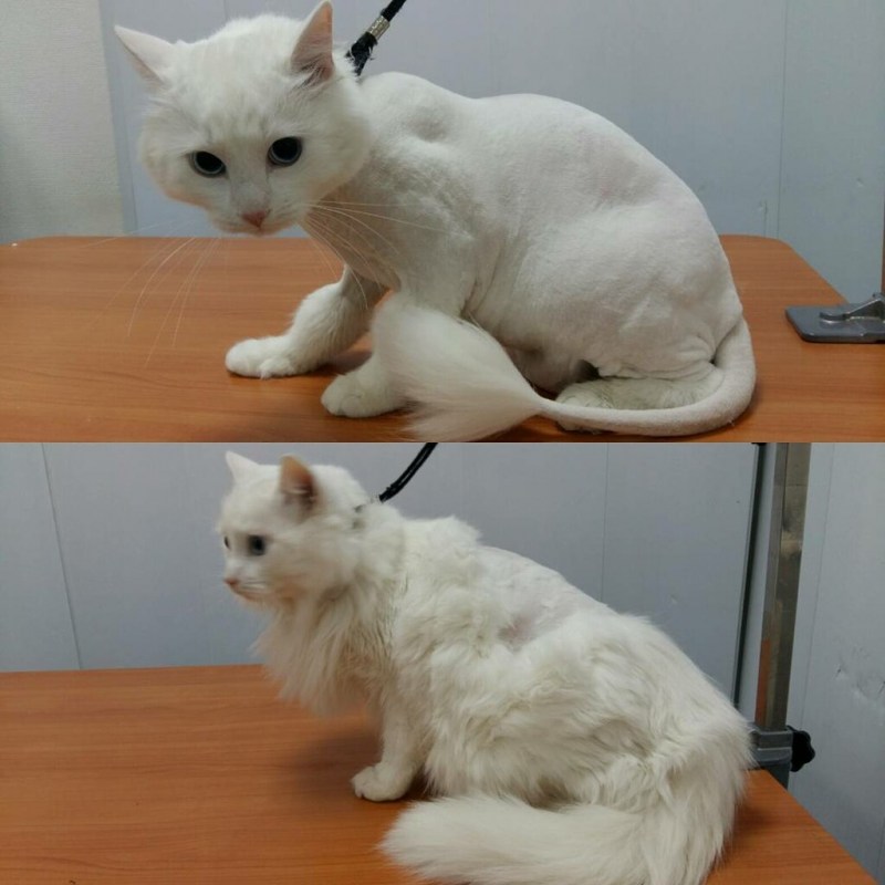 Стрижка котов на растяжке