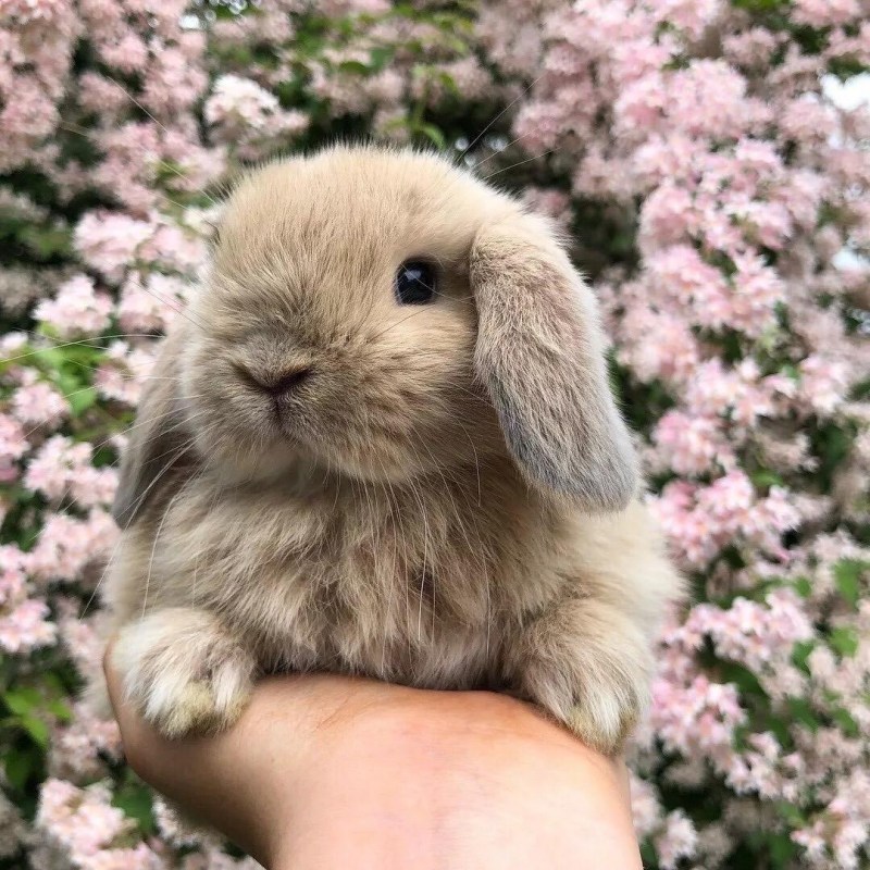 Декоративный кролик