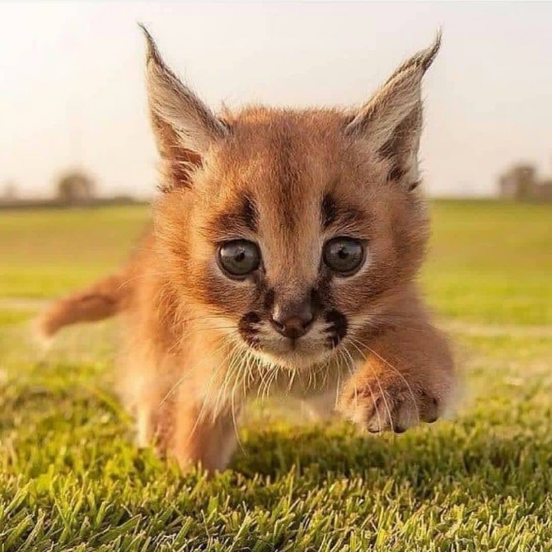 Каракал котенок