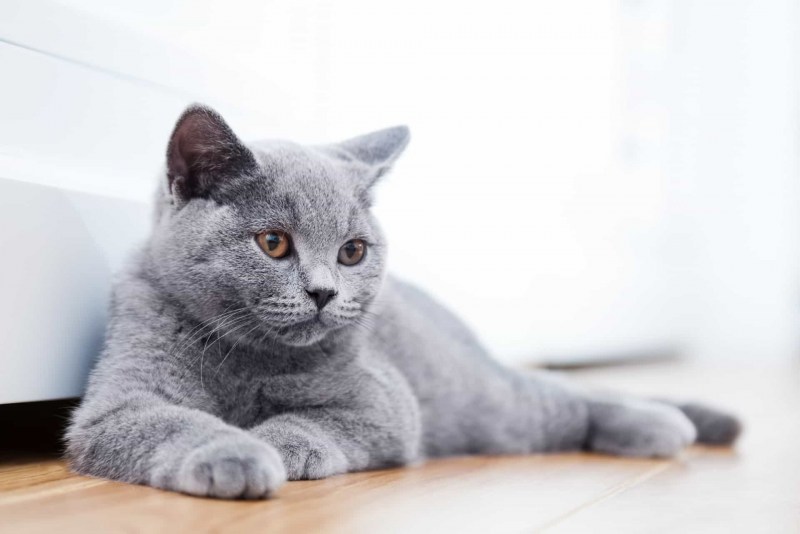 Британская короткошёрстная кошка голубая