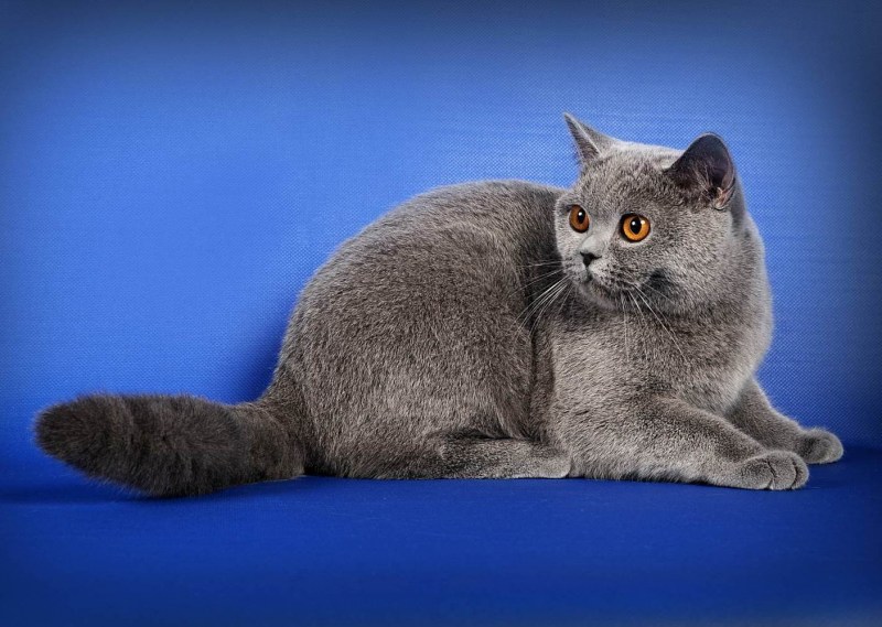 Шотландская прямоухая короткошерстная