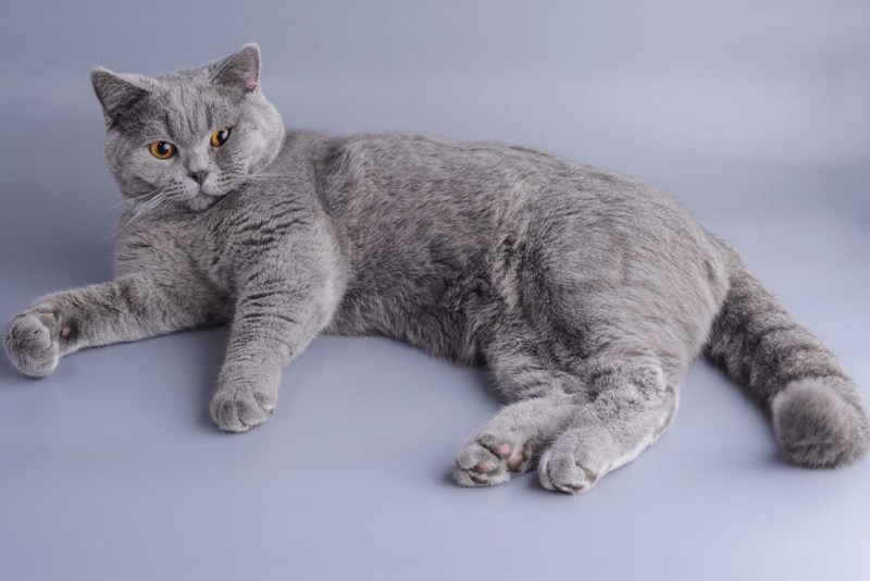 Британская короткошёрстная кошка