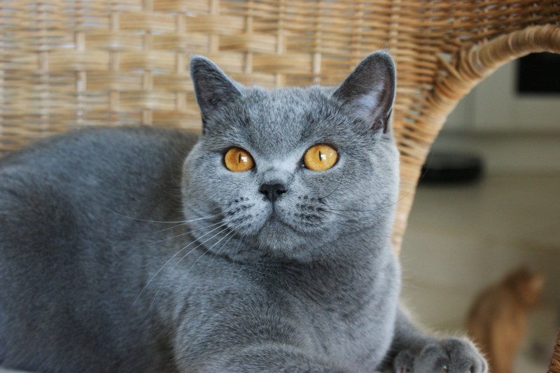 Скоттиш шартрез
