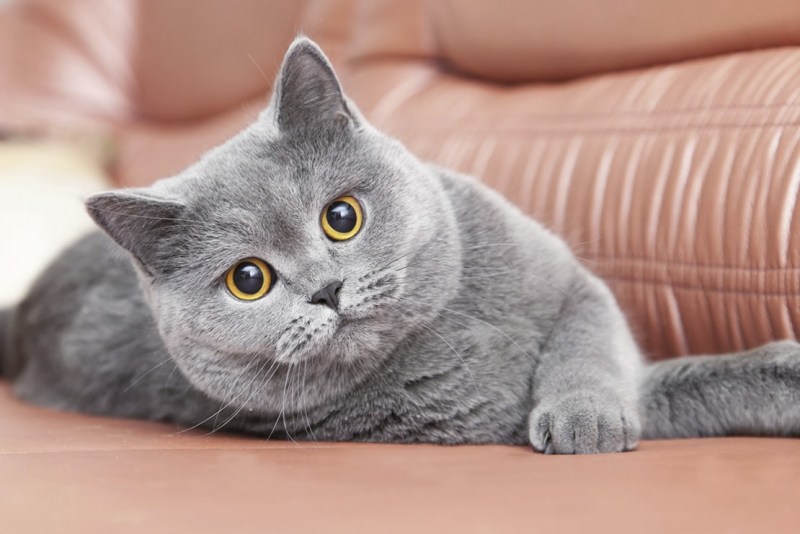 Британская кошка короткошерстная серая