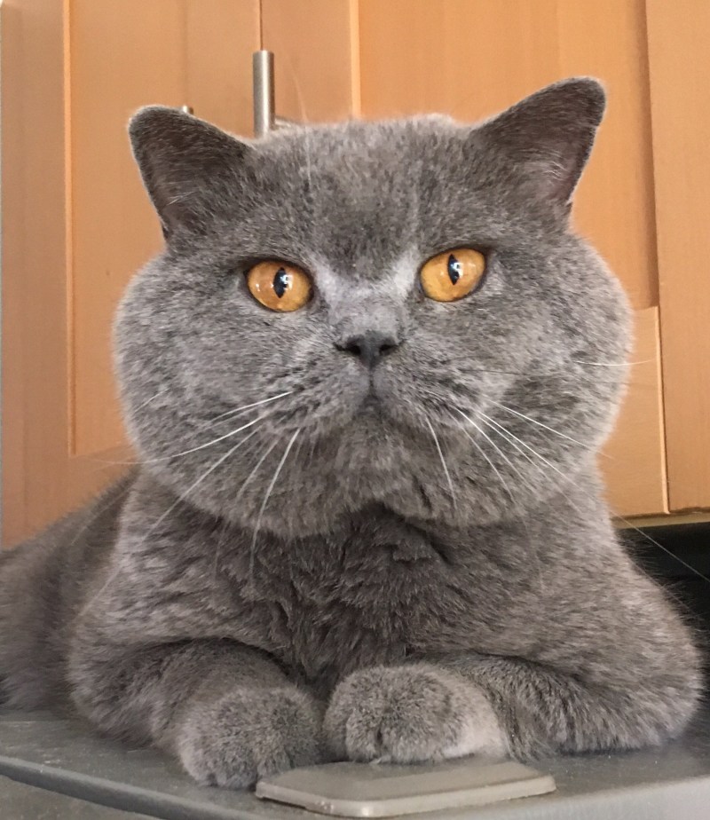 Кот британец серый