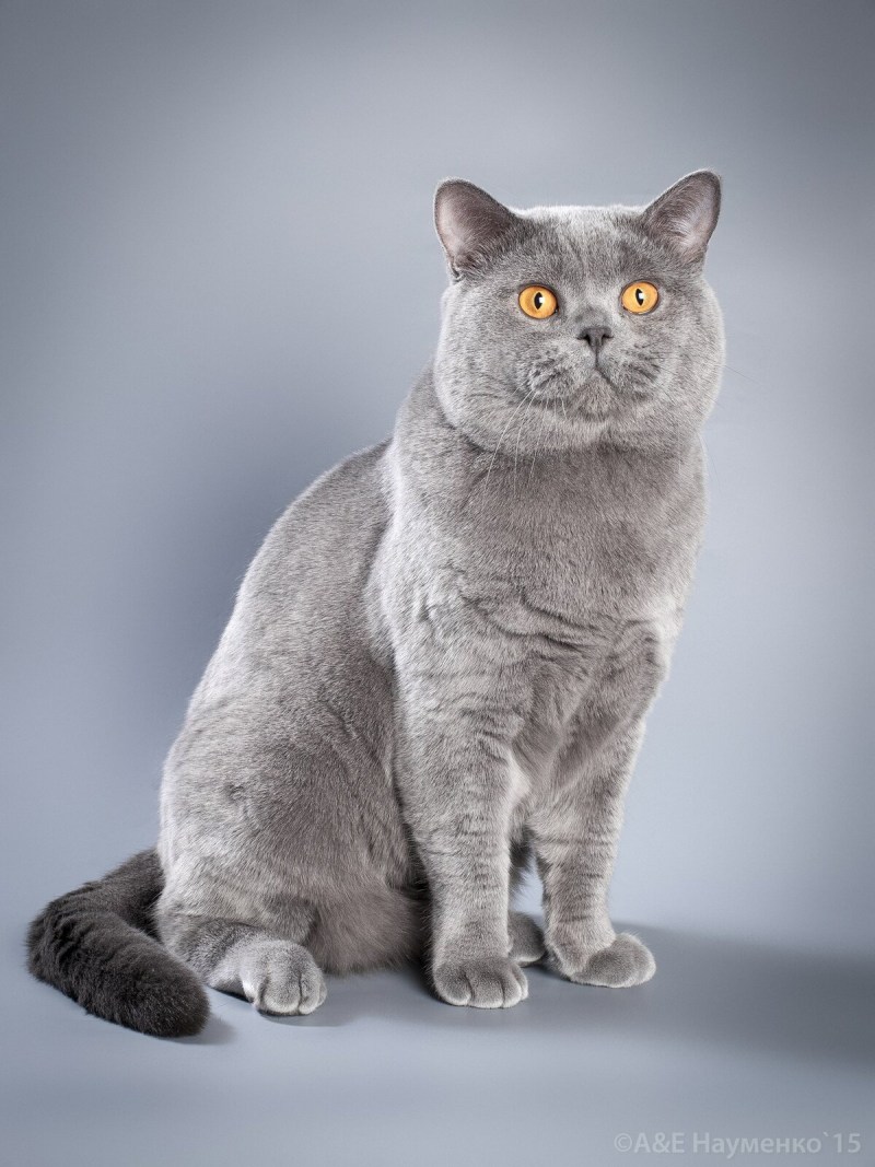 Британский короткошерстный кот