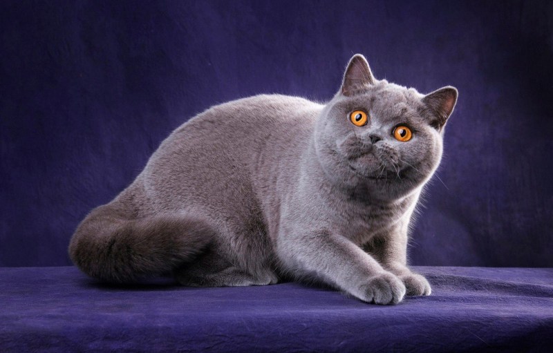 Британская короткошёрстная кошка