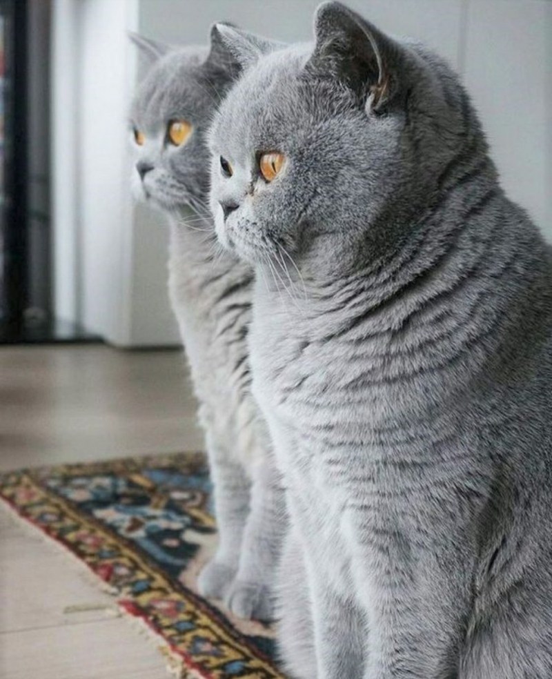 Британский короткошерстный кот серый