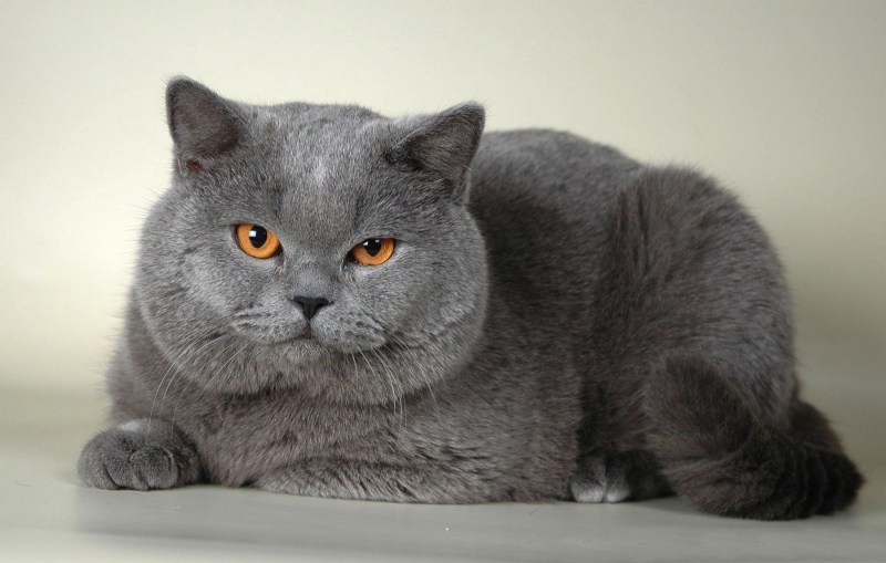 Кот британец короткошерстный серый