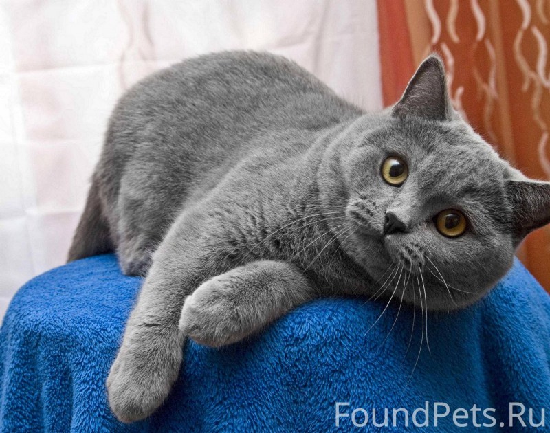 Британская кошка короткошерстная серая