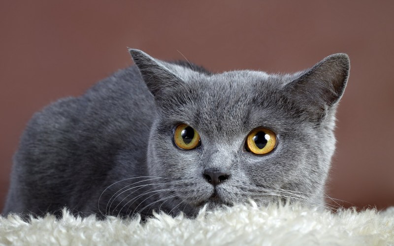 Британский короткошерстный кот серый