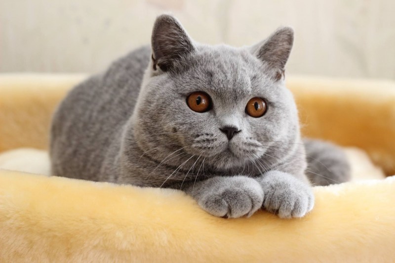 Британская короткошёрстная кошка