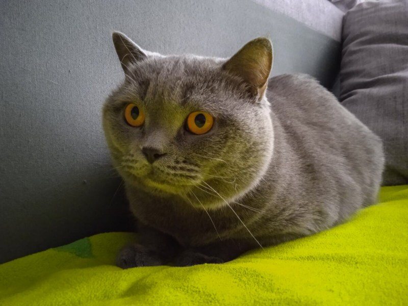 Домашние кошки британские