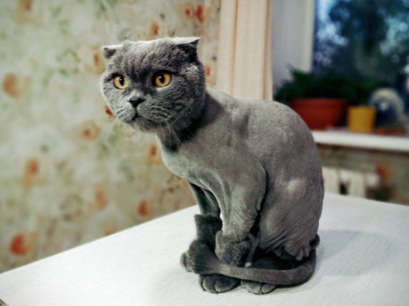 Стрижка кота шотландского вислоухого