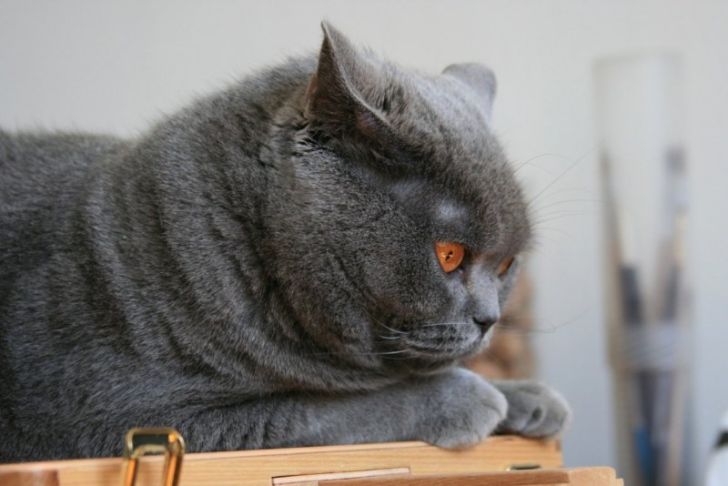 Британский кот Федор Михайлович