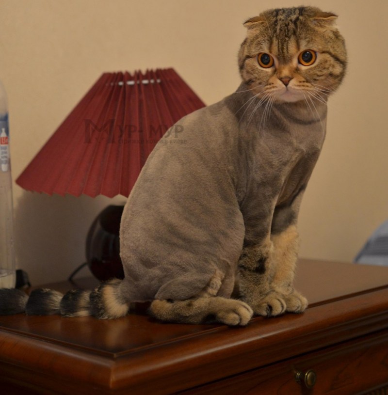 Стрижки котов шотландских вислоухих