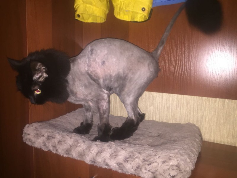 Необычные стрижки котов