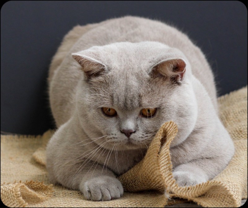Яванский британский котенок