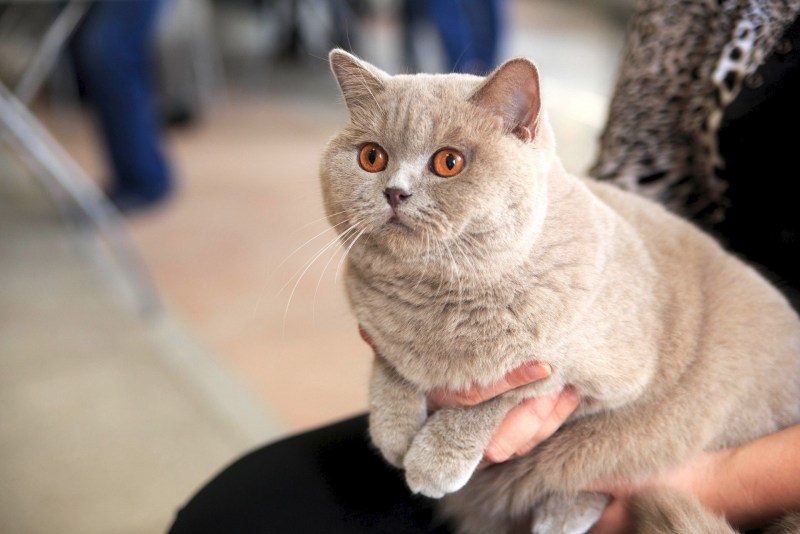 Виды британских кошек