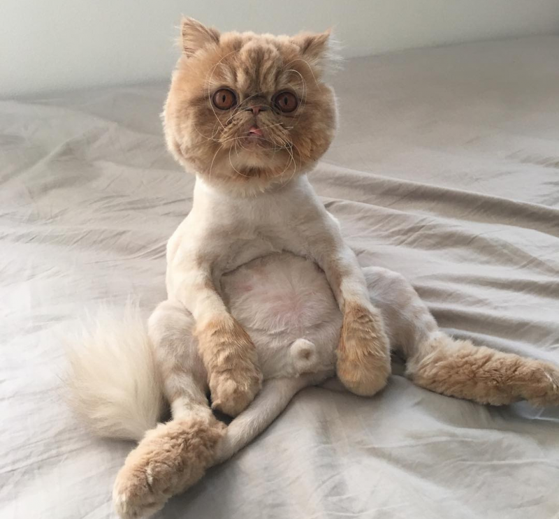 Стрижка кота шотландского вислоухого