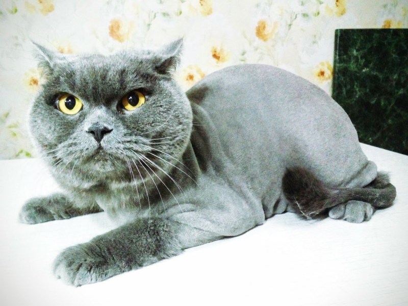 Коты лысый и британец