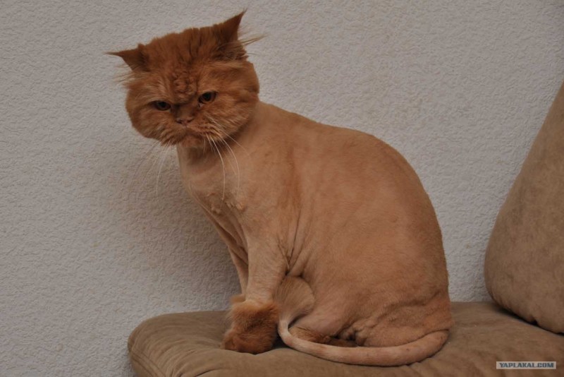 Кот Тимофей британец