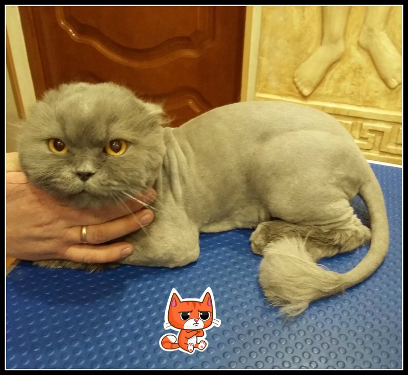 Сколько будет стоить подстроиться кота