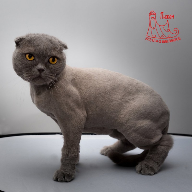 Подстриженные Шотландские вислоухие кошки