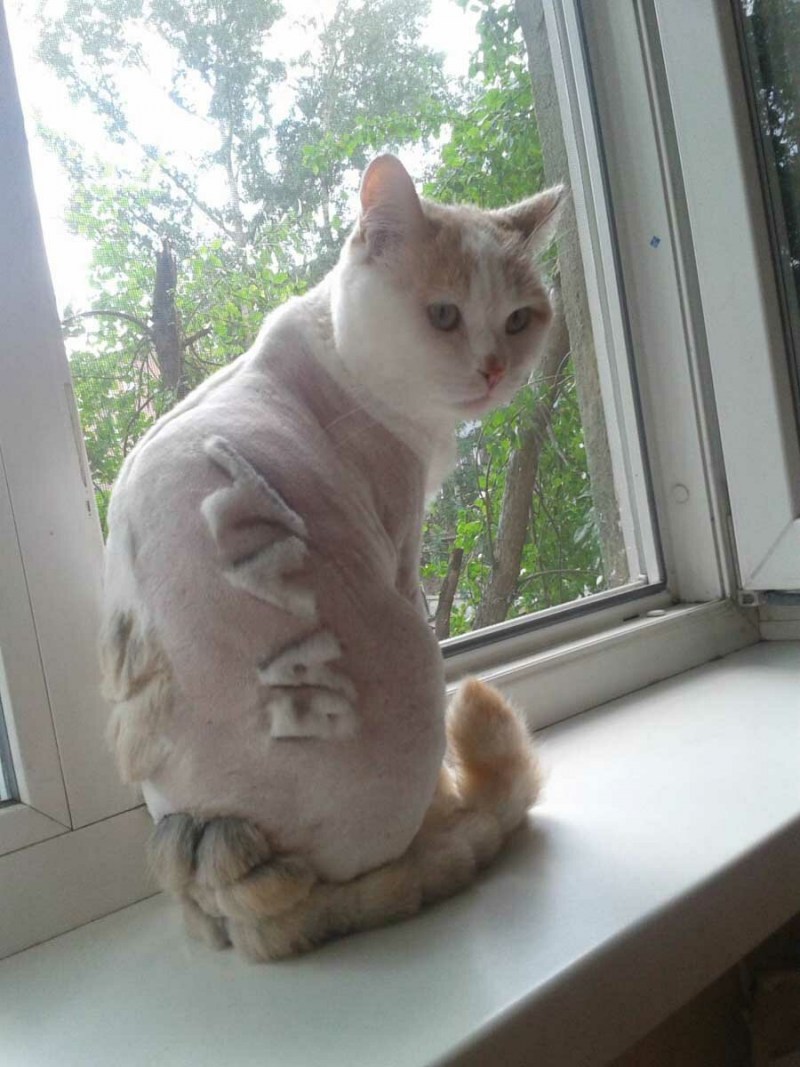 Стриженный рыжий кот