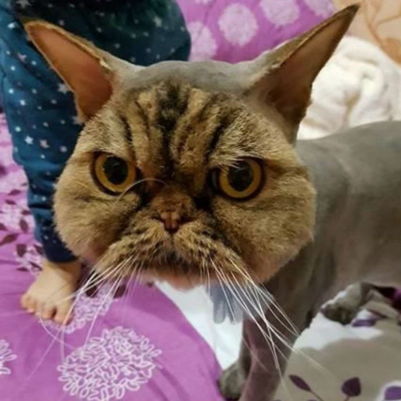 Стрижка британских котов