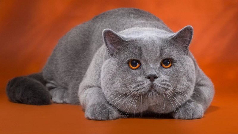 Cat Ultrawide