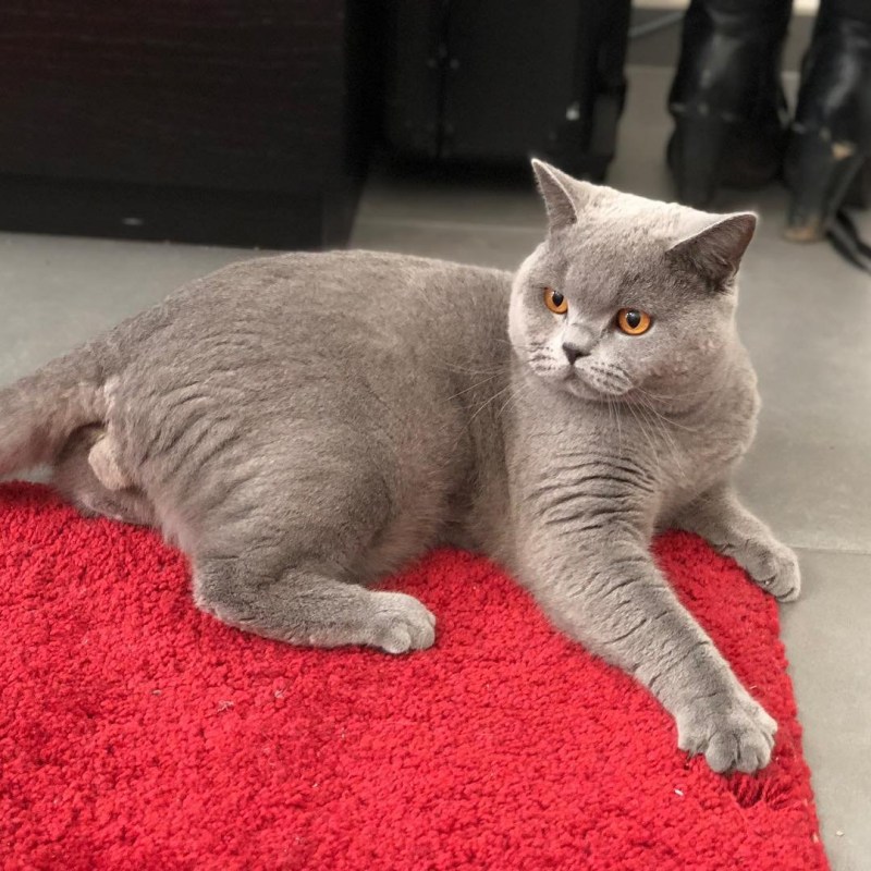 Стрижка котов налысо