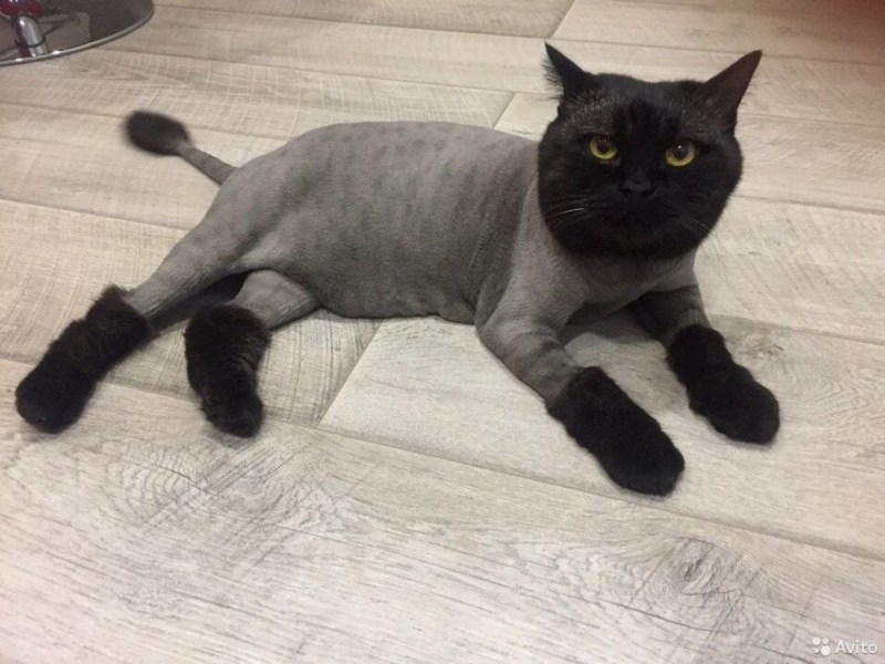 Стрижка котов