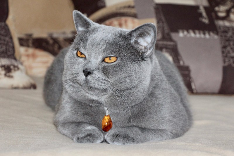 Стрижка кошек