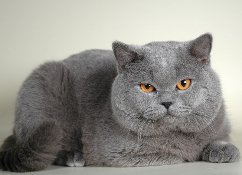 Подстриженные Шотландские вислоухие кошки