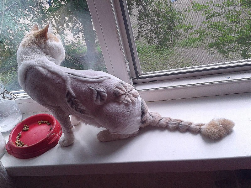 Британский короткошерстный кот