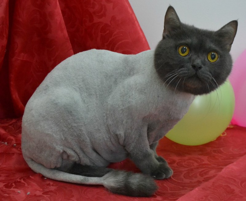 Стрижка кота британца
